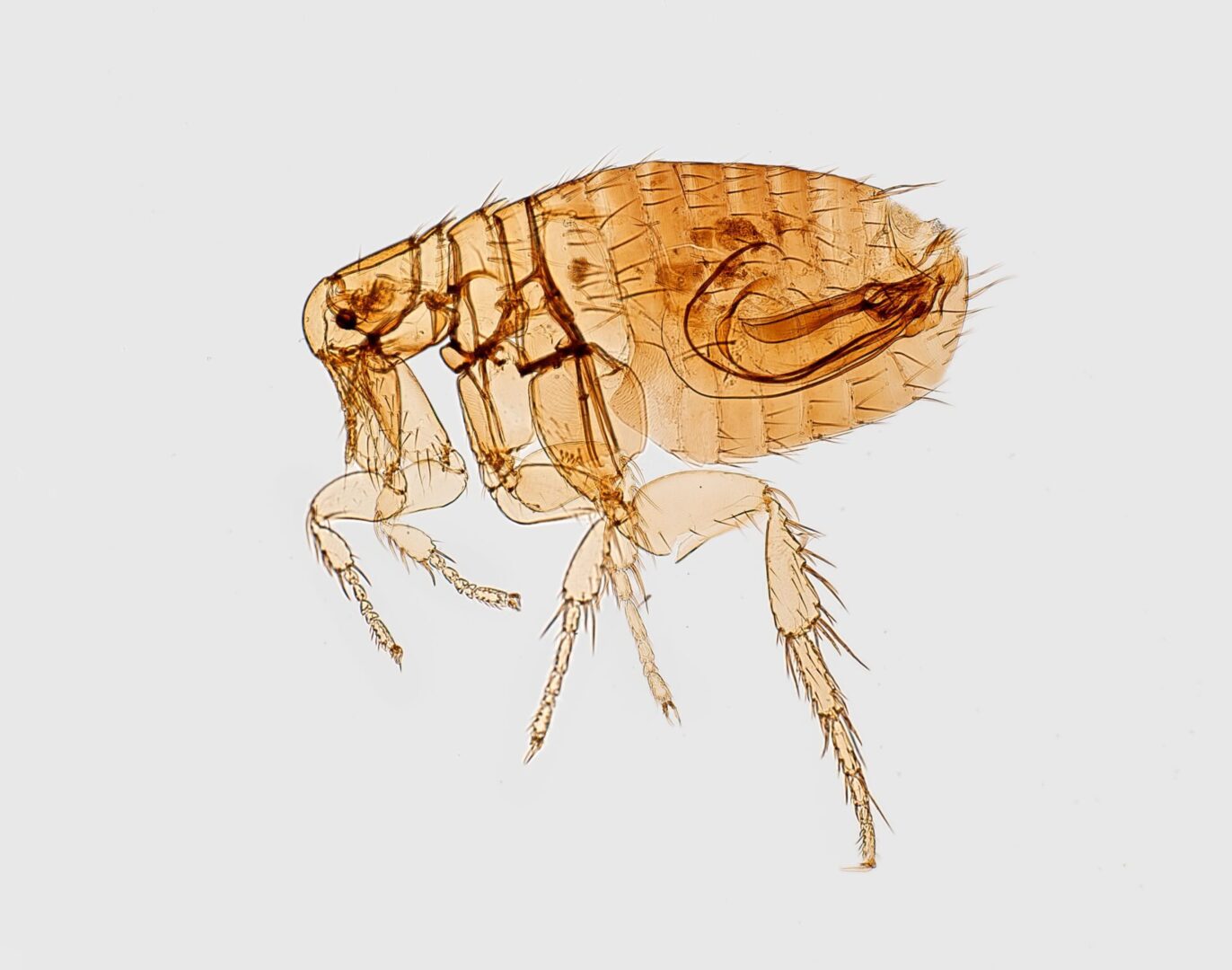 A close up of a flea on a white background