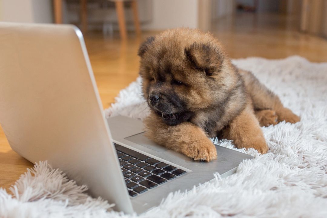 A dog is sitting on the floor next to a laptop.