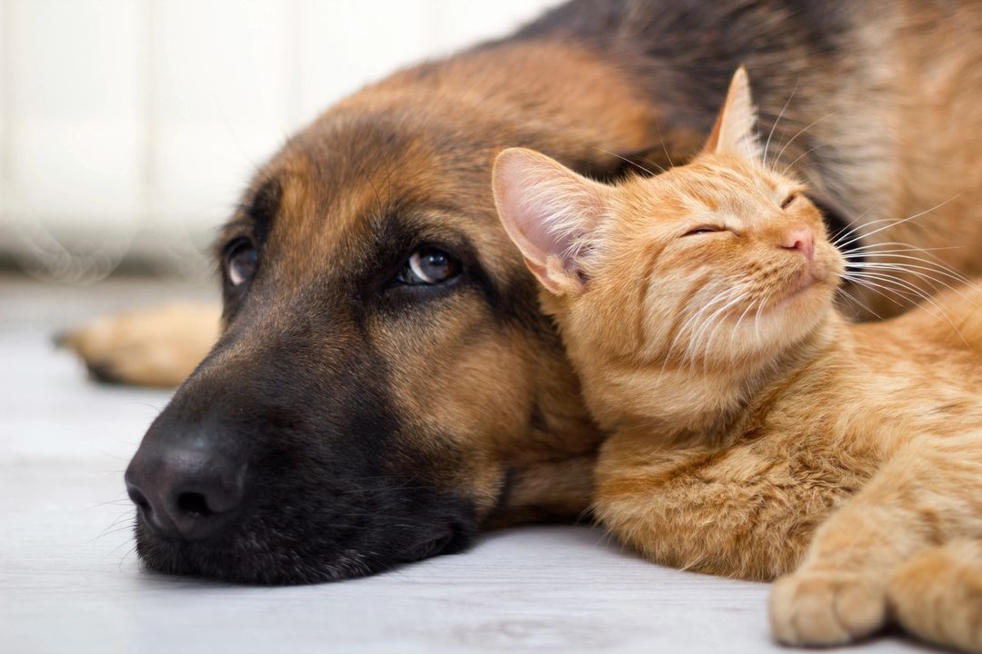 A dog and cat laying next to each other.