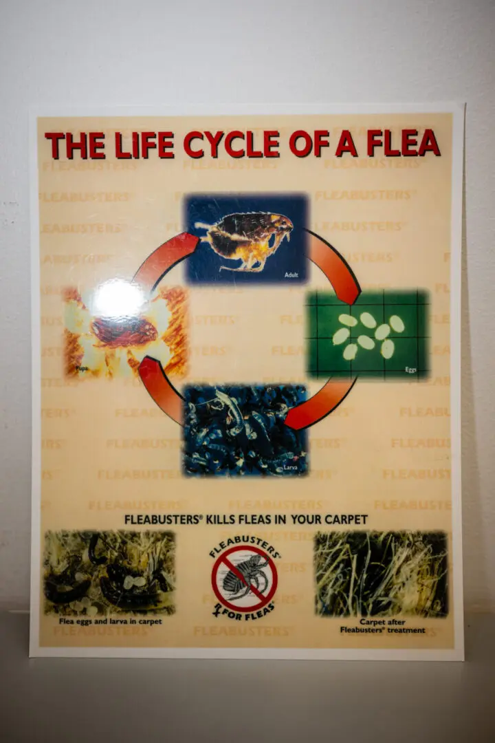 A poster of the life cycle of a flea.